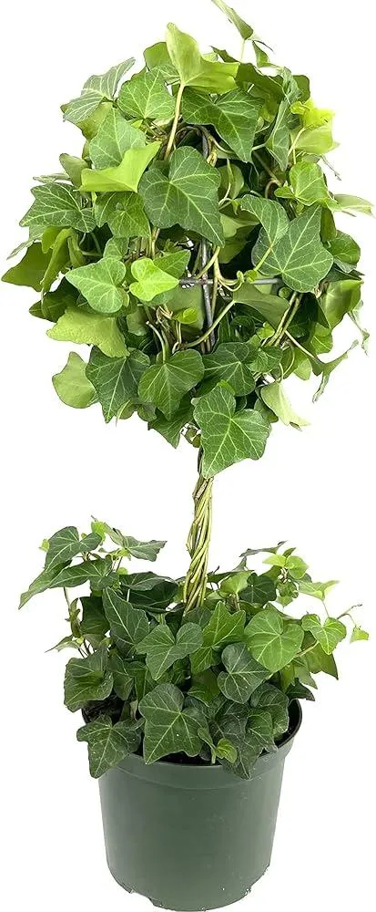 How Often Should You Water Ivy? Tips for Watering English Ivy and Other Types of Houseplants image 4