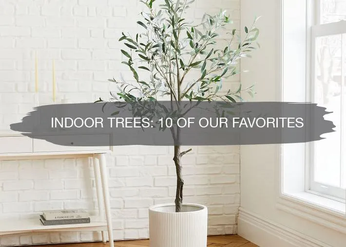 Best Indoor Trees to Grow at Home: Tree Species Ideal for Inside Your House or Apartment image 0