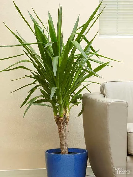 Best Indoor Trees – Which Houseplants Should You Grow for Your Home? photo 4