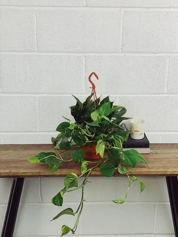 How to Care for Indoor Ivy: Watering, Light, Pruning Tips photo 3