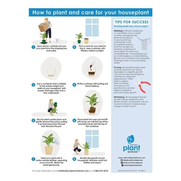 How to Care for Indoor Ivy: Watering, Light, Pruning Tips photo 4