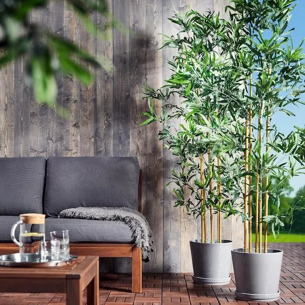 Big Leafy Plants that Bring the Outdoors Inside for Your Living Room image 3