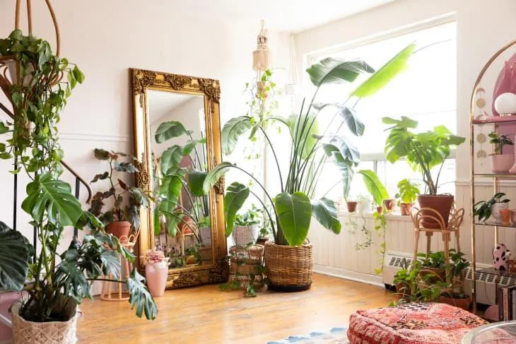 Best Large Indoor Plants for Living Rooms – Big Houseplants That Will Refresh Any Room photo 2