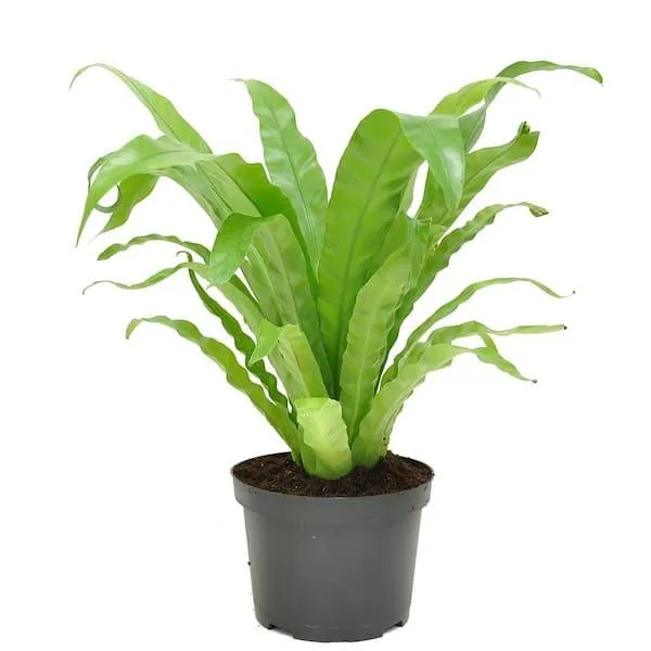 Why Bird Nest Fern Is The Perfect Houseplant For Cat Owners photo 2