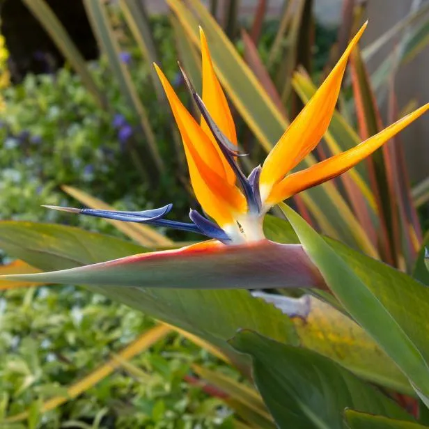Bird of Paradise Variegated Care Guide: How to Grow and Care for Variegated Bird of Paradise Plants photo 3