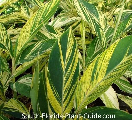 Bird of Paradise Variegated Care Guide: How to Grow and Care for Variegated Bird of Paradise Plants photo 4