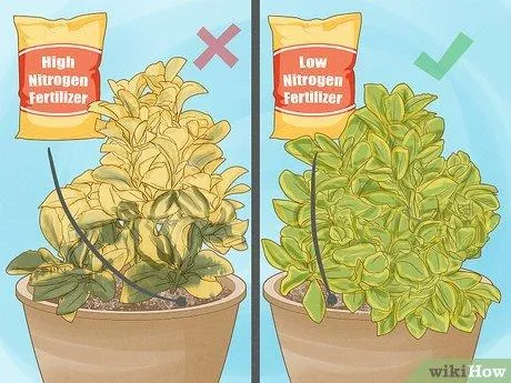 How to Create a Beautiful Variegated Plant: A Step-by-Step Guide to Variegation photo 2