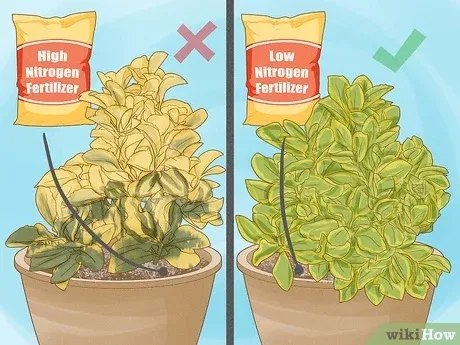 How to Create a Beautiful Variegated Plant: A Step-by-Step Guide to Variegation photo 3