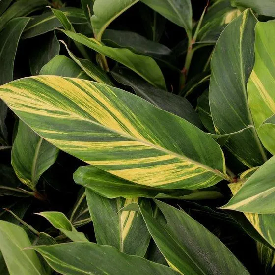 How to Create a Beautiful Variegated Plant: A Step-by-Step Guide to Variegation photo 4