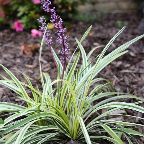 How to Grow Gorgeous Variegated Plants: Tips for Getting Vibrantly Colored Foliage in Your Garden image 2