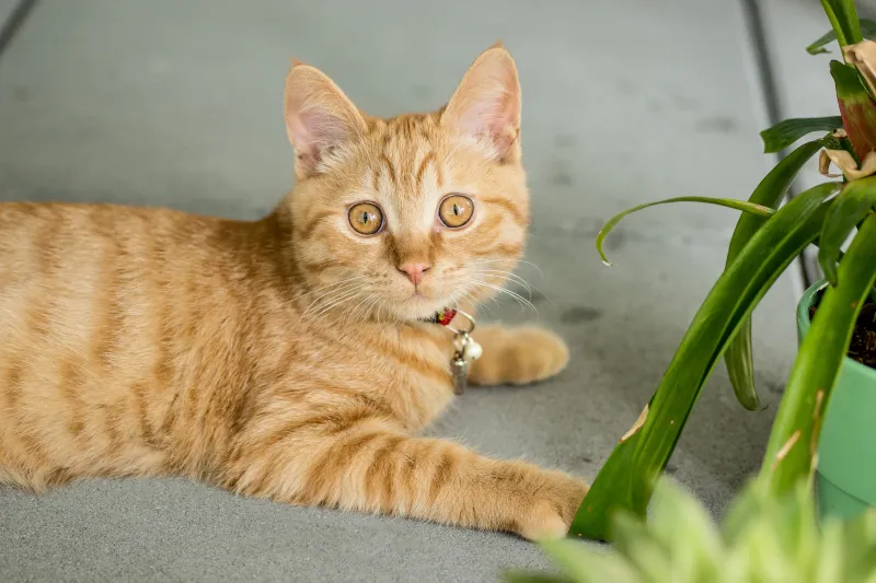 Are Birds Nest Ferns Safe for Cats? What to Know About this Popular Houseplant image 2