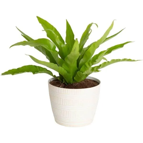 Are Birds Nest Ferns Safe for Cats? What to Know About this Popular Houseplant image 3