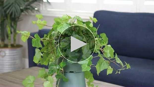 How to Grow English Ivy Indoors: The Complete Guide for Care and Maintenance image 2