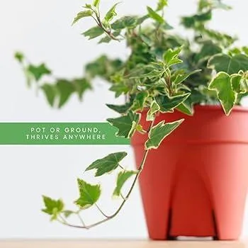 How to Grow English Ivy Indoors: The Complete Guide for Care and Maintenance image 4