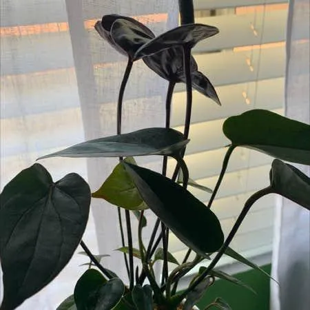 Black Velvet Anthurium Care: How to Grow and Care for Black Velvet Anthurium Plants image 4