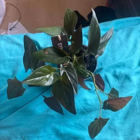 Care Guide for Black Velvet Philodendron – Tips for Growing this Beautiful Plant image 3
