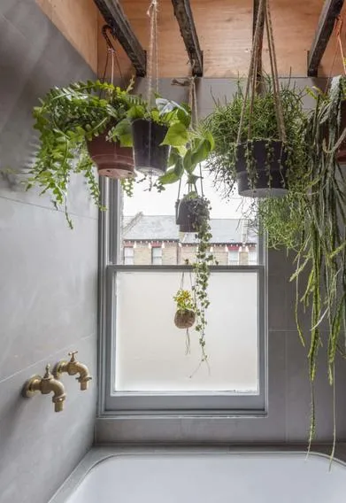 How to Hang Plants from Your Ceiling in a Small Apartment – Indoor Plant Hanging Ideas and Tips image 3