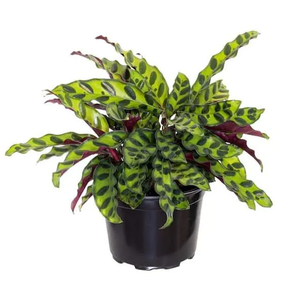 Is Calathea Lancifolia Safe for Cats or Toxic? Learn About the Dangers of Prayer Plant Poisoning in Felines photo 2