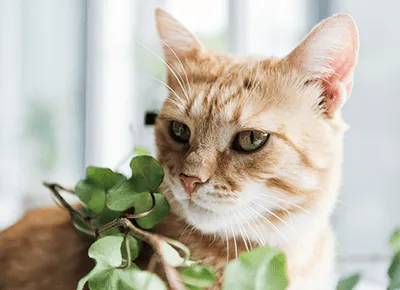 Is Calathea Lancifolia Safe for Cats or Toxic? Learn About the Dangers of Prayer Plant Poisoning in Felines photo 3