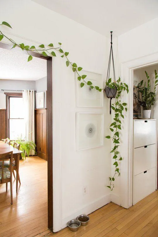 How to Hang Indoor Plants in an Apartment – Easy Hanging Plant Ideas and Tips for Small Spaces photo 3