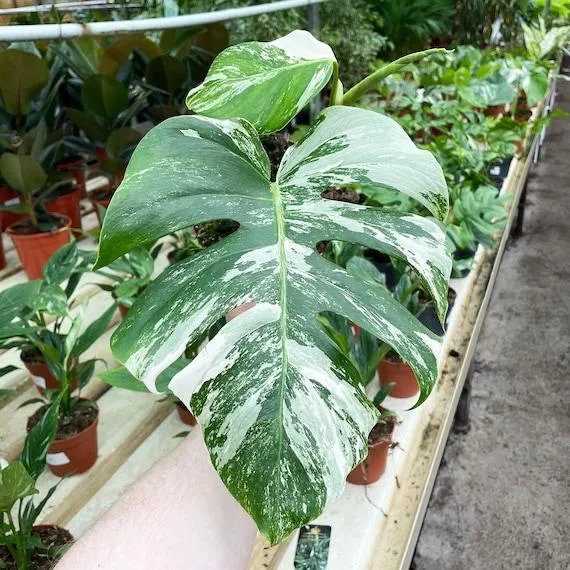 Can I Make My Monstera Variegated? How to Variegate a Monstera Deliciosa Plant Naturally Through Cuttings and Propagation photo 3