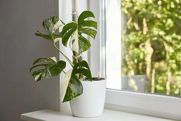 Can I Make My Monstera Variegated? How to Variegate a Monstera Deliciosa Plant Naturally Through Cuttings and Propagation photo 4