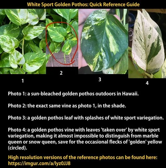 How to Make Your Plants Variegated: A Simple Guide to Variegation Techniques photo 4