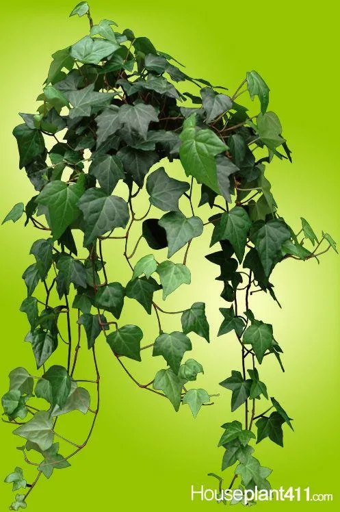 How to Grow English Ivy Indoors: A Complete Guide to Growing Ivy Plants Inside Your Home image 2
