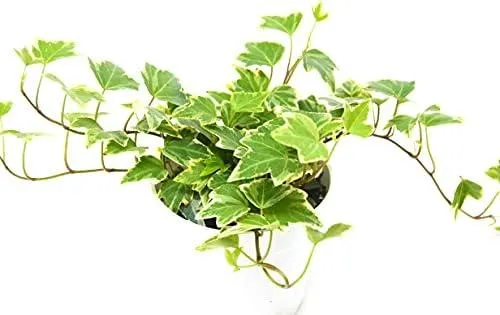 How to Grow English Ivy Indoors: A Complete Guide to Growing Ivy Plants Inside Your Home image 4