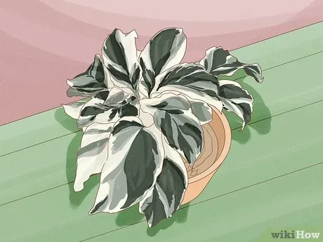 Can You Make a Plant Variegated? Tips for Encouraging Variegation in Plants photo 2