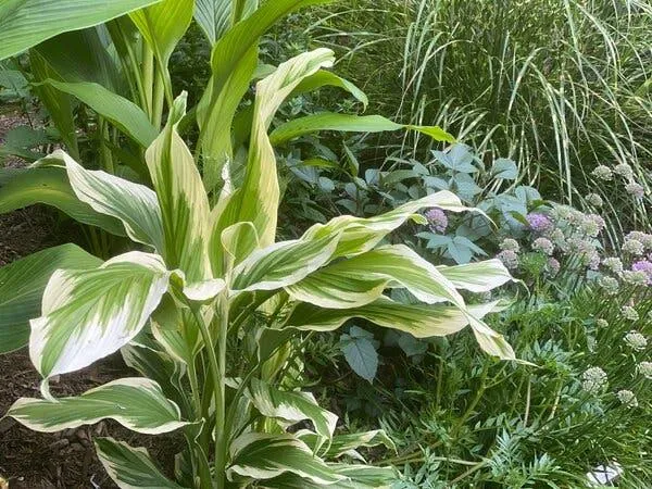 How to Make Variegated Plants Brighter and Whiter: Tips for Increasing White Variegation photo 3