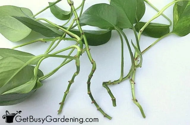 How to Propagate Ivy – Tips for Propagating Ivy Cuttings and Dividing Ivy Plants photo 2