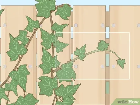 How to Propagate Ivy – Tips for Propagating Ivy Cuttings and Dividing Ivy Plants photo 3