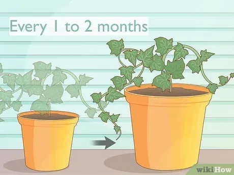 How to Propagate English Ivy: A Step-by-Step Guide to Growing More Plants from Cuttings photo 2