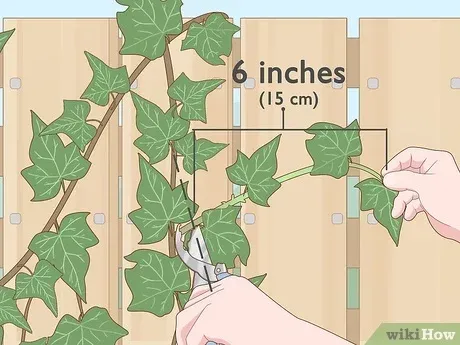 How to Propagate English Ivy: A Step-by-Step Guide to Growing More Plants from Cuttings photo 4