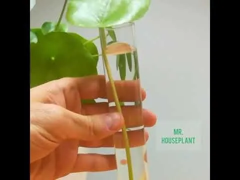 Can You Propagate Pilea from a Single Leaf? How to Root Pilea Cuttings image 2