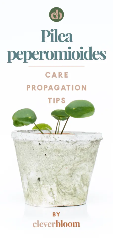 Can You Propagate Pilea from a Single Leaf? How to Root Pilea Cuttings image 3