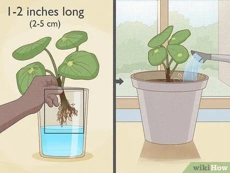 Can You Propagate Pilea from a Single Leaf? How to Root Pilea Cuttings image 4