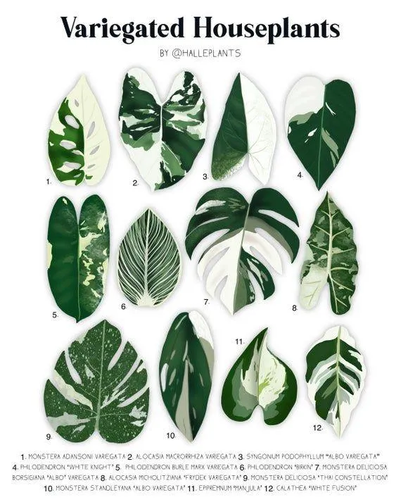 How to Variegate a Plant – Can You Variegate Different Types of Houseplants? photo 2