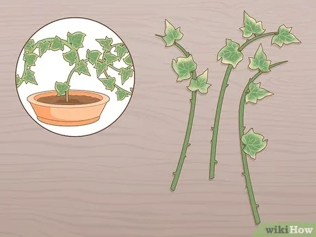How to Propagate Ivy Plants: A Step-by-Step Guide to Growing More Ivy from Existing Plants image 0