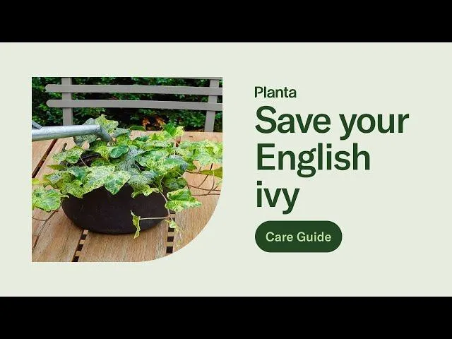 How to Propagate English Ivy: A Step-by-Step Guide to Planting and Growing More English Ivy image 3