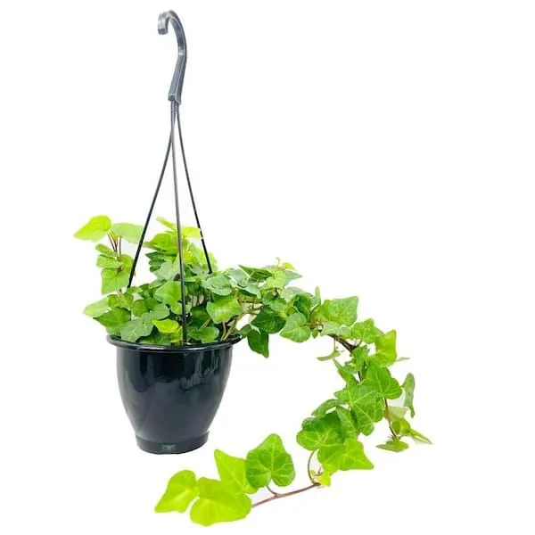 How to Care for Your Indoor Ivy Plants and Keep Them Green and Thriving image 3