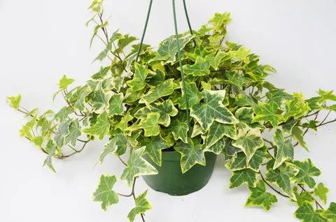 How to Care for Your Indoor Ivy Plants and Keep Them Green and Thriving photo 0