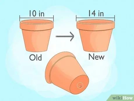 How To Propagate Ivy: A Step-By-Step Guide For Growing More Ivy Plants photo 0