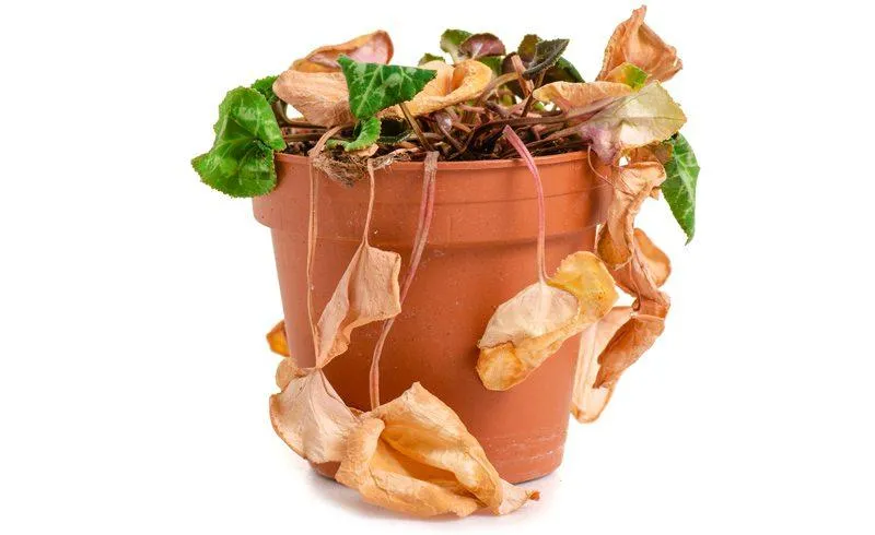 How to Save a Dying Ivy Plant: Steps to Revive Wilting Ivy and Bring it Back to Health photo 4