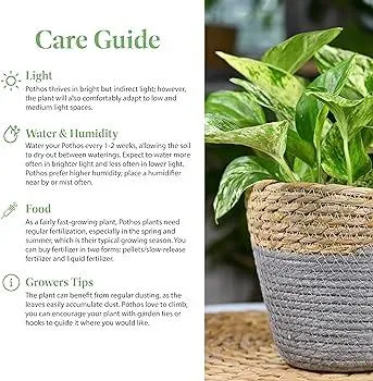 How to Care for Ivy Plants – Watering, Light, Fertilizing, Pruning Tips image 3