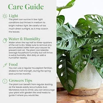 How to Take Care of an Ivy Plant: Watering, Sunlight, and Maintenance Tips image 3