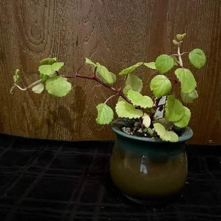 How to Care for Ivy Plants – Tips for Keeping Your Ivy Plant Healthy and Thriving image 3