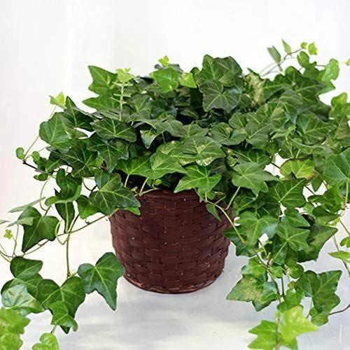 How to Take Care of Your Ivy Houseplant – Tips for Planting and Maintaining English Ivy Indoors image 3