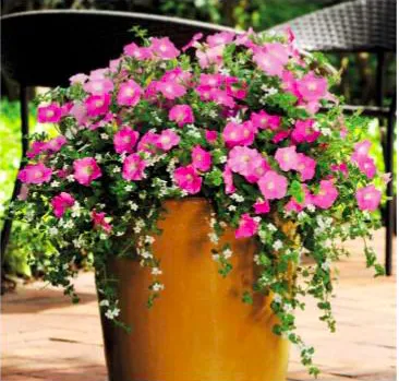 How to Grow Beautiful Cascading Flowers Down From Container Plants image 4